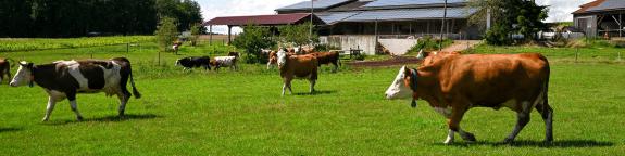 Hauseigene EU-zertifizierte Metzgerei